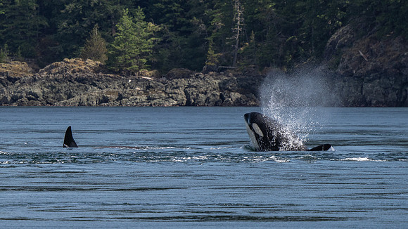 A Whale's Tale