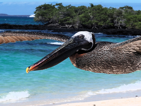 Pelican