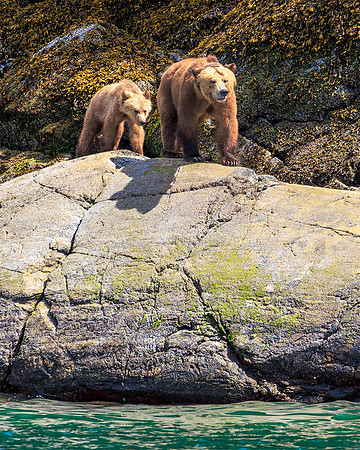 Mama Grizzly and Cub Overlooking Shore