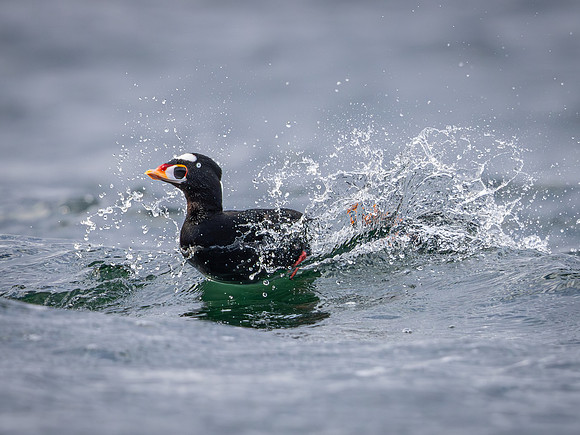 Surf Scoter