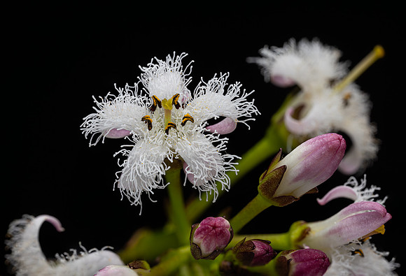 Bogbean Flower