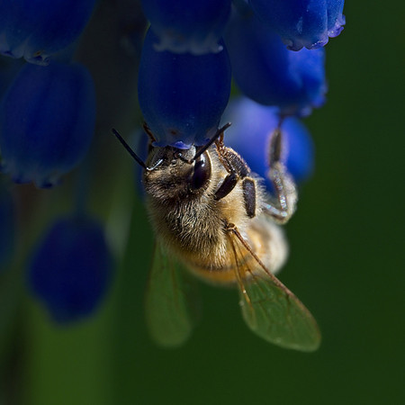 Bee Busy