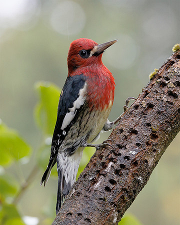 Red Breasted Sapsucker
