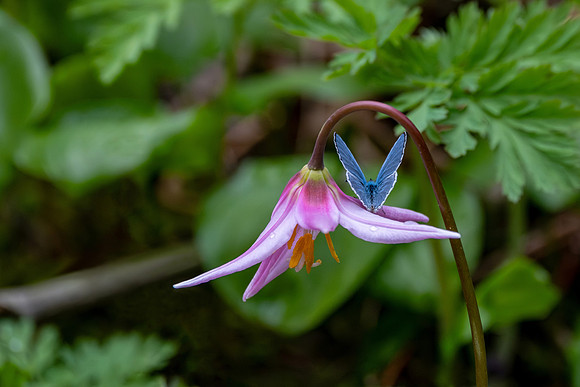 Butterfly Kisses