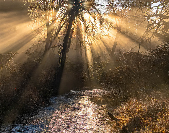Black Creek Sunburst