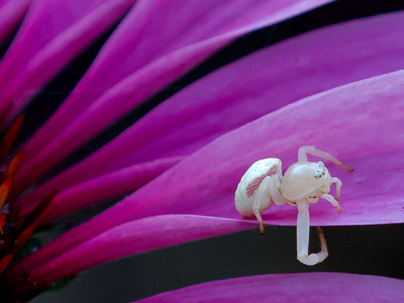 I'm a Spider Who Walks Sideways