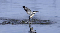 Dive and Dash