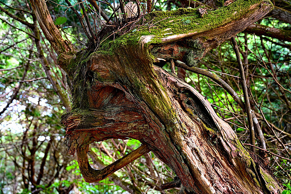 Woodland Creature
