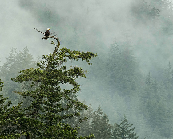 Eagle's Domain