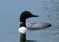 Loon 2