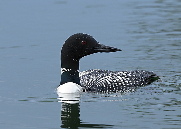 Loon 2