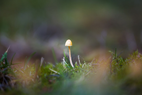 Amitabh Bakshi-Lonely Mushroom
