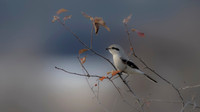 Bruce Moffat-Soft Focus Shrike