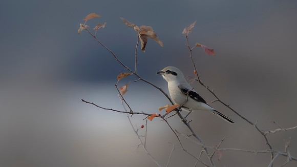 Bruce Moffat-Soft Focus Shrike