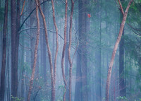 Amitabh Bakshi-Mystic Forest