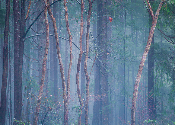 Amitabh Bakshi-Mystic Forest