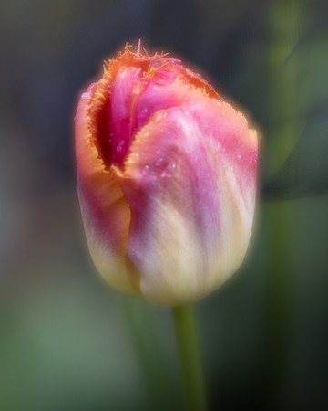 Carol Kujala-Softly Gazing