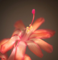 Don Tait-Christmas Cactus