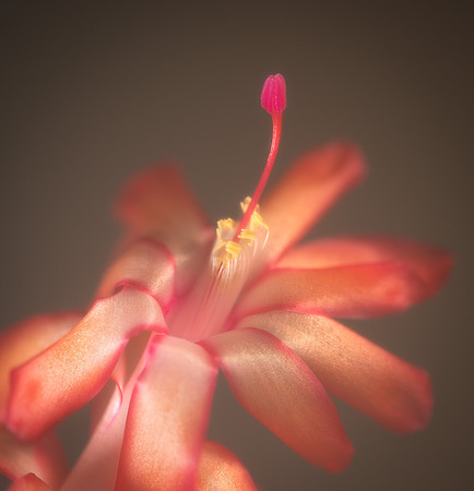 Don Tait-Christmas Cactus