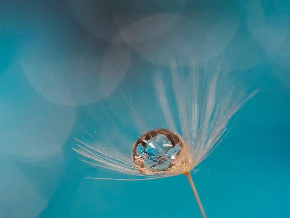 Cindy Powell-Dandelion Water Drop