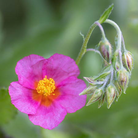 Iris Schurz-Pretty in Pink