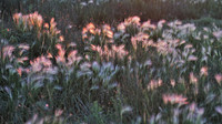 Julie Gourdeau-Kissed by Sun