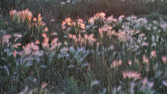 Julie Gourdeau-Kissed by Sun