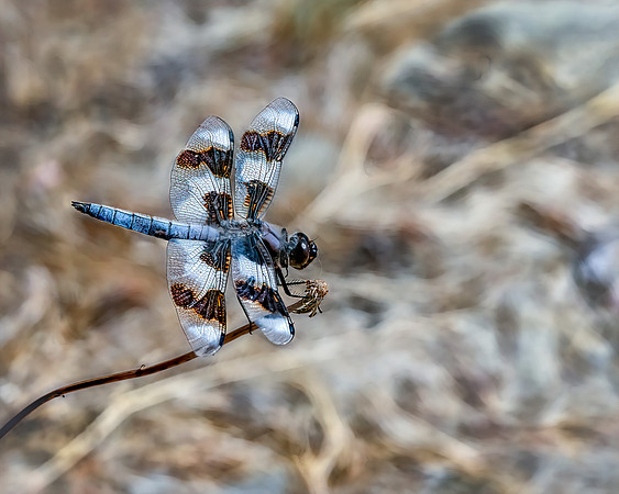 Number 8 Spotted Skimmer