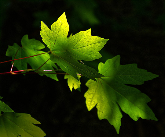Norman Mathew - Edited Leaves
