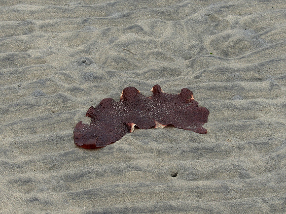 2023-03-19 022 CVPS @ Williams Beach