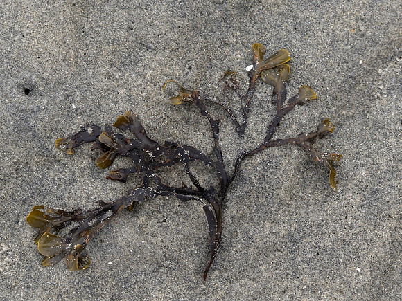 2023-03-19 029 CVPS @ Williams Beach