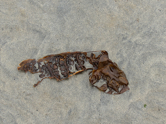 Bill 2023-03-19 032 CVPS @ Williams Beach