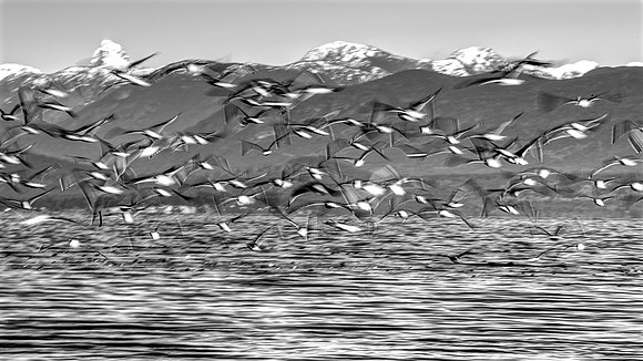 Norman Mathew-In Motion