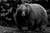 Deep Black Bear