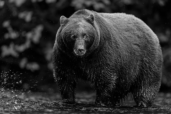 Deep Black Bear