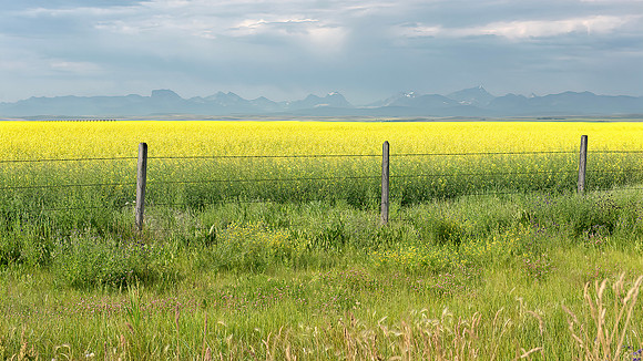 A Sea of Yellow - Diane Spaidal