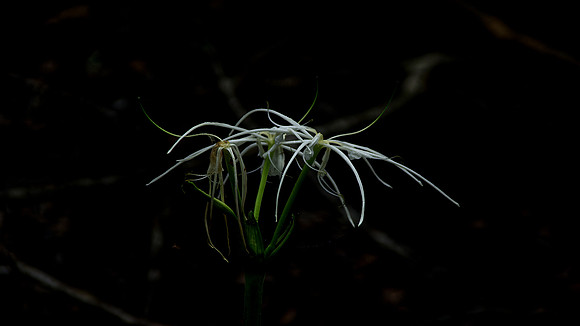 Spider Lily-Norman Mathew