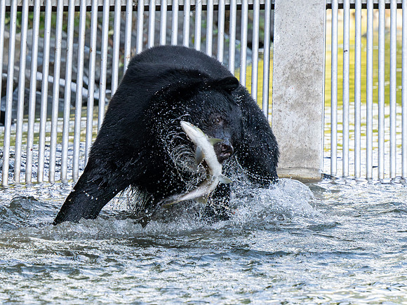 Image #6 - Catch of the Day