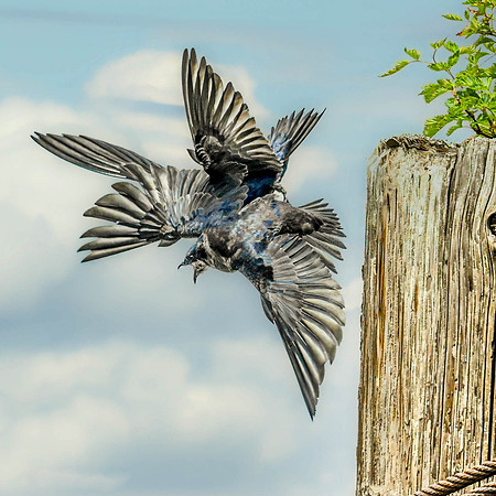 Image #28 - Martins Fighting