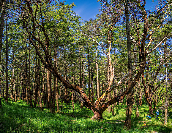 Bill Jorgensen Hornby Island-4