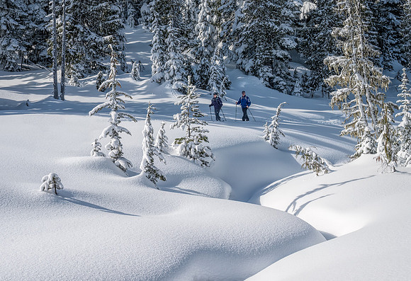Pristine Snow Blanket - Katie Hubberstey