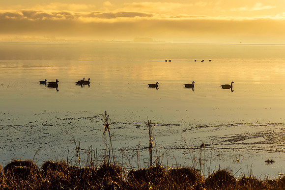 Sunrise On The Estuary - Neal Erickson