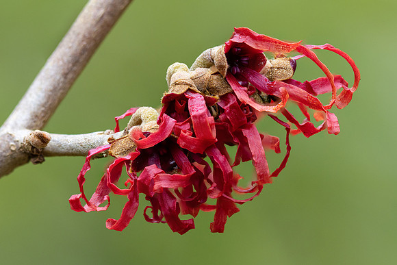 Witch Hazel-Bruce Moffat
