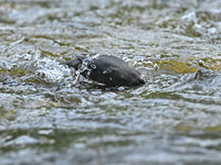 Image #5 - Canadian Dipper