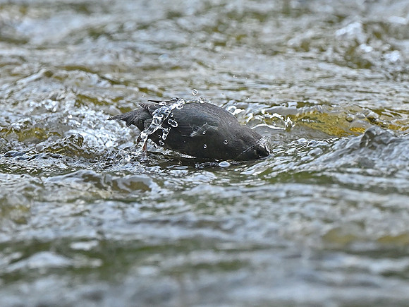 Image #5 - Canadian Dipper