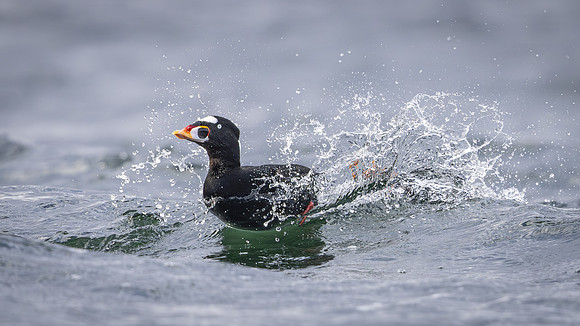 Image #42 - Surfing Surf Scoter