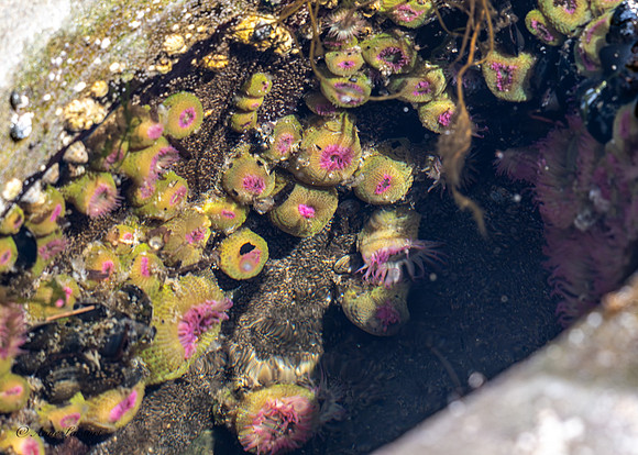 Anne Lacourt - Anemonies