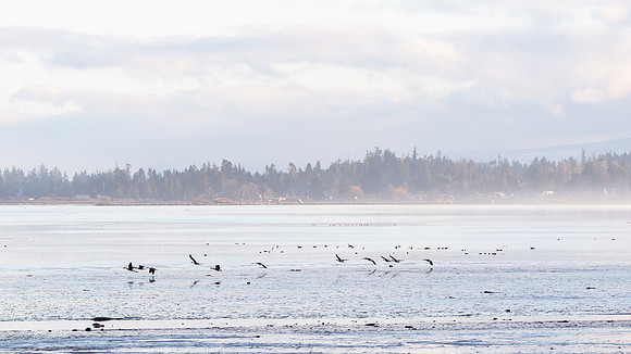 Comox Harbour - Thomas Ellis