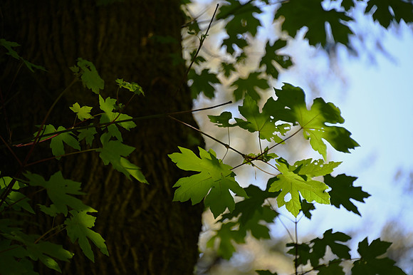 Julie Gourdeau-2