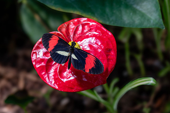 Katie Hubberstey-butterflies 9